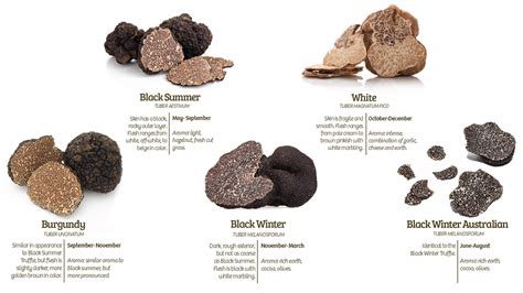 Embarking on a Magical Journey: How to Safely Consume and Dose Magical Truffles